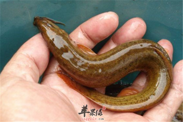 男性肾虚需要“补”淡菜+泥鳅+虾