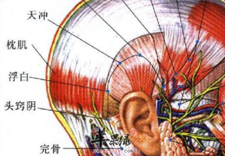 天冲穴穴位位置图_天冲穴的功效与作用_按摩手法