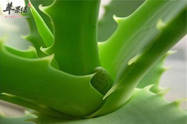 芦荟天然美容消炎抗肿瘤植物