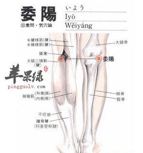 委阳穴位位置图 委阳穴的功效与作用 按摩手法 苹果绿