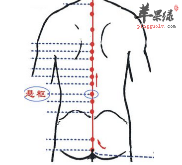 悬枢穴位位置图