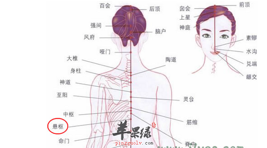 悬枢穴位位置图