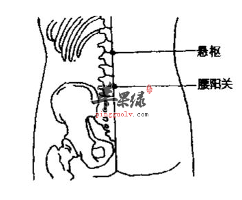 悬枢穴位位置图