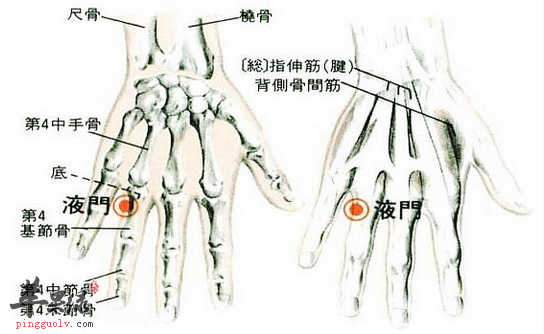 液门穴穴位位置图_液门穴的功效与作用_按摩手法