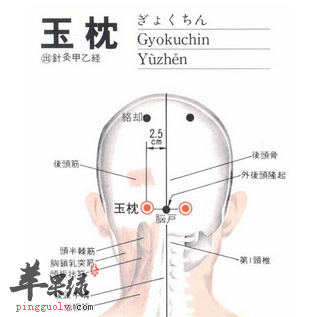 玉枕穴位位置图 玉枕穴的功效与作用 按摩手法 苹果绿