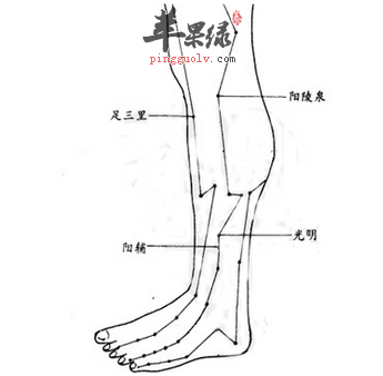 阳辅穴位位置图