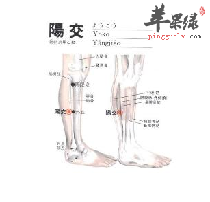 阳交穴穴位位置图_阳交穴的功效与作用_按摩手法