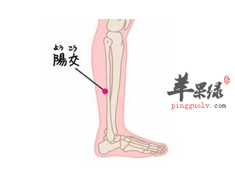 阳交穴穴位位置图_阳交穴的功效与作用_按摩手法