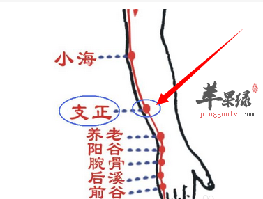 支正穴位位置图 支正穴的功效与作用 按摩手法 苹果绿