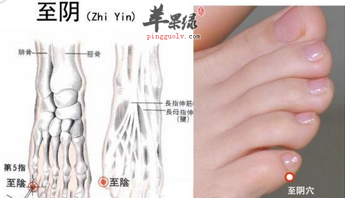 至阴穴穴位位置图_至阴穴的功效与作用_按摩手法