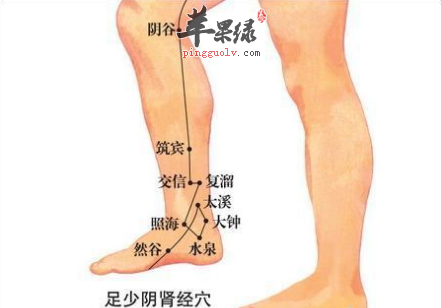 人体小腿筑宾图片