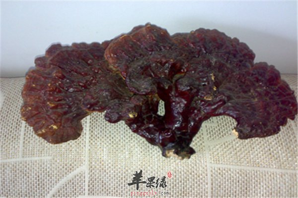 灵芝食药两用保健好产妇是首选