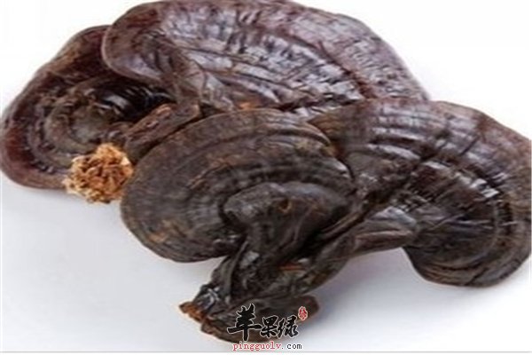 灵芝食药两用保健好产妇是首选