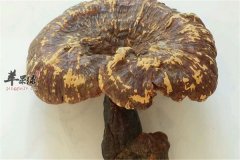 灵芝能辅助治疗哪些疾病