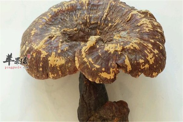 灵芝治疗疾病作用大【气管炎、血液病、心律失常】