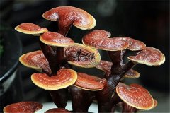 【孕妇可以吃灵芝吗】有什么好处