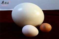 鸡蛋和鸭蛋的区别