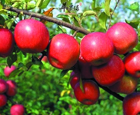 不同颜色的苹果营养有区别吗