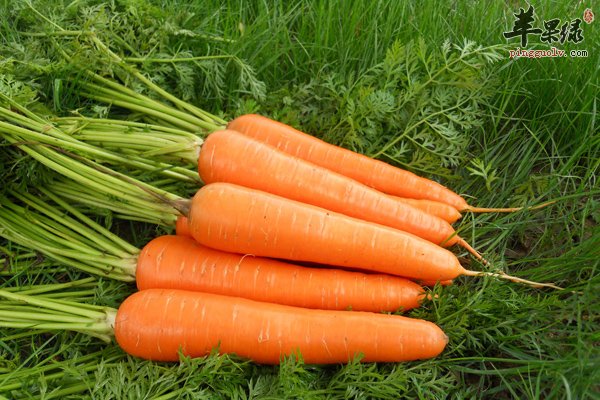 黑芝麻胡萝卜藕补血效果好