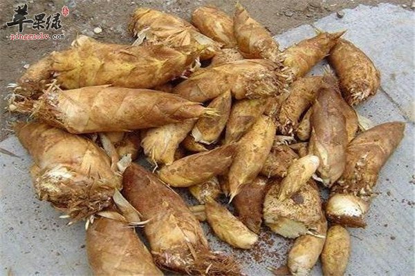 如何辨别冬笋和春笋