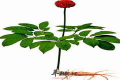【哪些人群不能服用三七花】禁忌人群