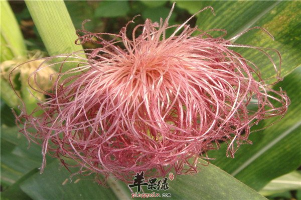 玉米须--排湿消肿抗过敏好伴侣