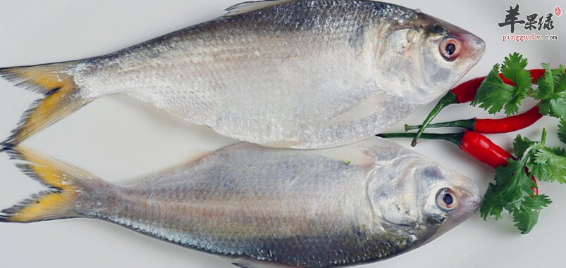 鲥鱼的营养价值