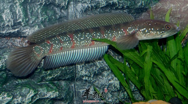 蘋果綠 食材大全 營養價值 在我們的身邊,有各種各樣的魚,除了一些