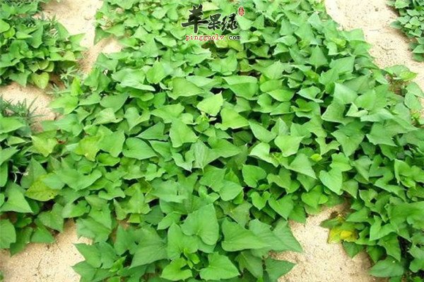 白薯叶也是食材 孕妈妈也能食用