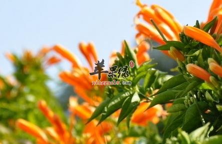 金银花茶