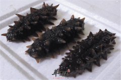 海参的挑选保存和营养搭配
