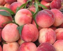 桃子可抗凝血治疗支气管增加肌肤弹性
