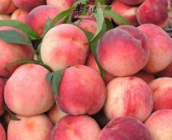 桃子可抗凝血治疗支气管增加肌肤弹性