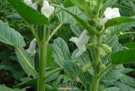 芝麻叶的营养价值及食用方法