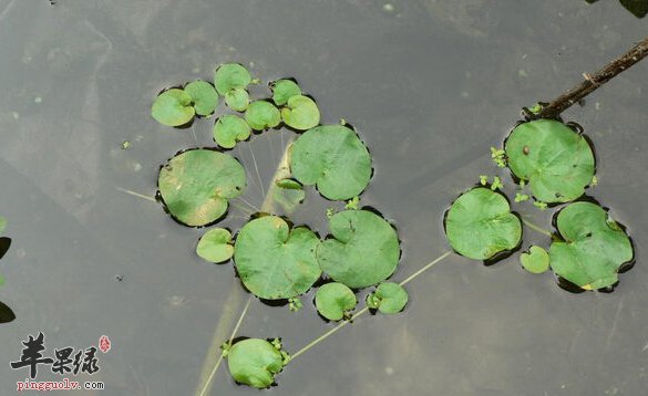 莼菜的营养价值及食用方法