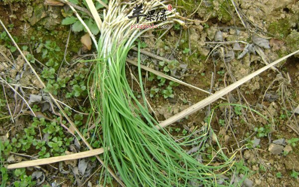 野葱的营养价值及食用方法