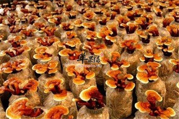 灵芝怎么吃2.jpg