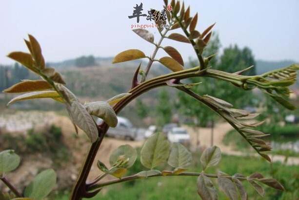 槐树芽的营养价值及食用方法