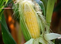 血糖偏高危害大 试试玉米须煲汤