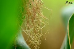 玉米须利尿降压效果好 最好煮粥吃