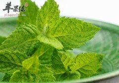 夏季蚊虫叮咬奇痒难耐 试试薄荷