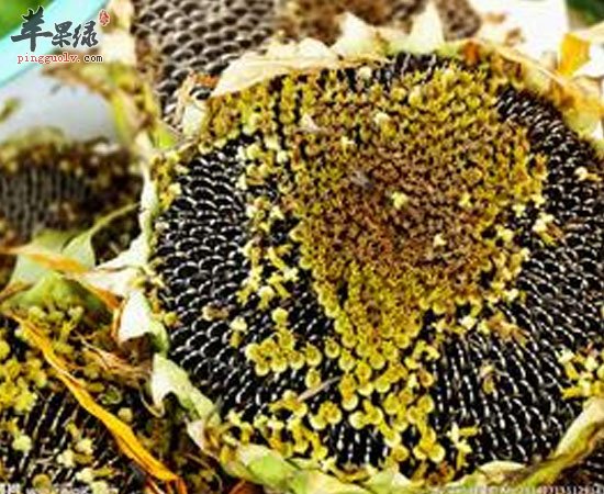 葵花籽有催眠降胆固醇补充能量功能