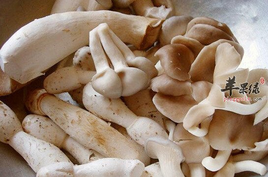 凤尾菇的营养价值