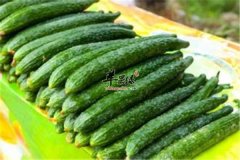 黄瓜如何挑选保存和搭配适宜