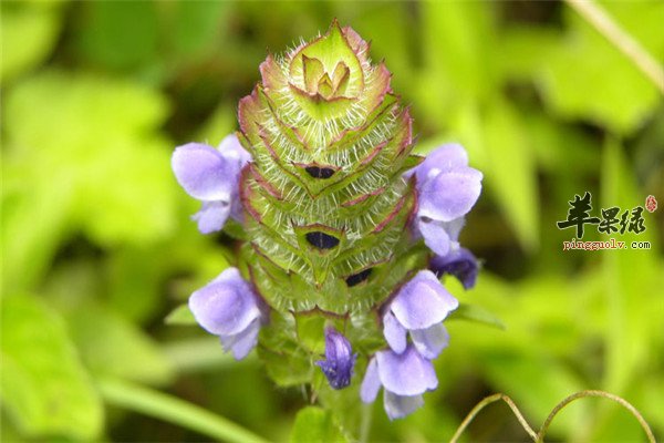 凉拌夏枯草2.jpg