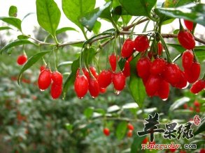 枸杞泡水喝对身体有哪些功效呢?