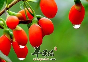 枸杞泡水喝对身体有哪些功效呢?