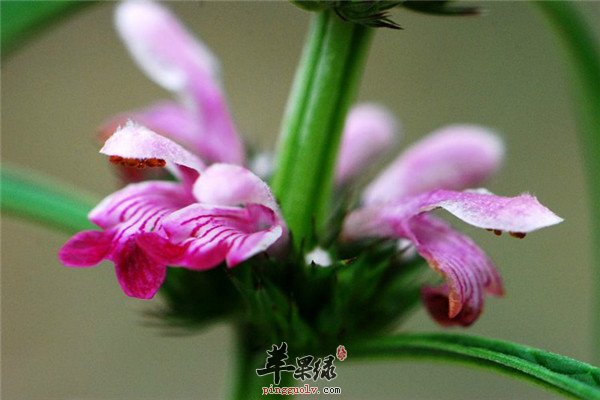益母草治疗女性妇科疾病效果显著