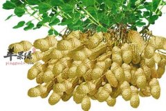 花生对于心血管疾病有哪些好作用