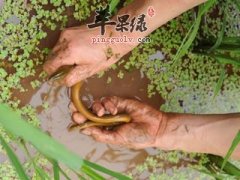 黄鳝对调理身体有哪些好处 你知道多少